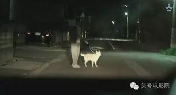 白昼之雨在线观看,探寻神秘雨夜中的奇幻之旅  第3张